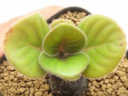 Image result for Aeollanthus subacaulis