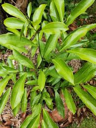 Image result for Artabotrys modestus