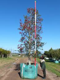 Image result for Ilex mitis