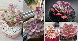 Check spelling or type a new query. 25 Best Pink Succulents That Are Most Beautiful Balcony Garden Web