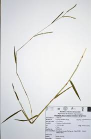 Image result for Urochloa arrecta