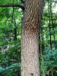 The leaves of gymnocladus dioicus are alternate and twice compound. Kentucky Coffeetree Exploration Project