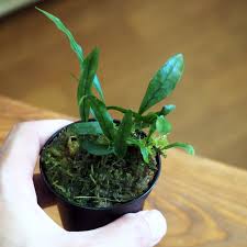 Image result for Microsorum scandens