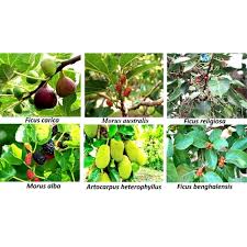 Image result for Moraceae