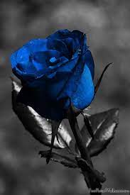 Blue Rose Blue Roses Wallpaper Blue Rose Tattoos Black Rose Meaning