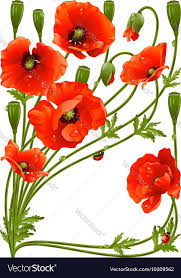Frame With Red Poppies And Ladybug Vector Image On Seramik