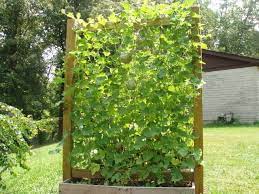 I wouldn't use a trellis for tomatoes, cucumbers, melons or pumpkins. Trellis For Melons Vertical Vegetable Gardens How To Grow Watermelon Squash Trellis