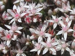 Le piante grasse pendenti, come le altre specie pendenti, sono apprezzate come piante ornamentali, da sistemare in panieri, cesti e vasi sospesi al soffitto o poggiati su mensole e ripiani. Piante Grasse Con Fiori Piante Grasse Piante Grasse Fiorite