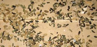 Image result for squirrel poop