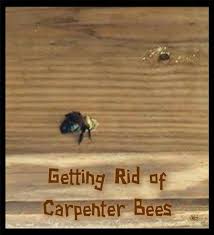How to get rid of carpenter bees naturally. Getting Rid Of Carpenter Bees Using Wd40 Wood Bees Boring Bees Getting Rid Of Bees