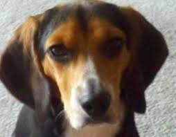 Take advantage of our matchmaker process. Virginia Man Tries To Rehome Dog Disliking Girlfriend On Craigslist