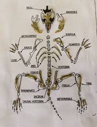 Owl Pellet Dissection