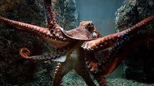 Giant Pacific Octopuses Giant Pacific Octopus Pictures Giant Giant Pacific Octopus Octopus Alligator Snapping Turtle