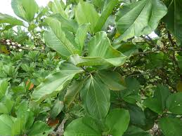 Image result for Bellucia