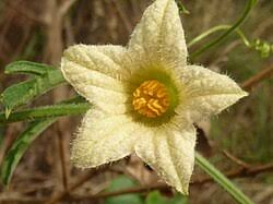 Image result for Coccinia adoensis