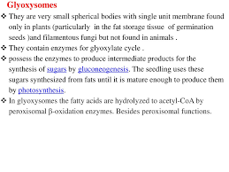 Peroxisomes or glyoxysomes are found in all major groups of eukaryotic organisms including yeasts, fungi, protozoa, plants and animals. Lysosomes And Microbodies Ppt Download