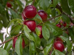 Nectarinier Culture Taille Et Conseils D Entretien Arbre Fruitier Arbre Fruitier