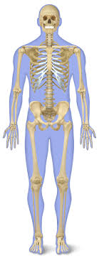 The healthy skeletal system is made up of bones, ligaments, and cartilage. Human Skeleton For Kids Human Body Skeleton Dk Find Out