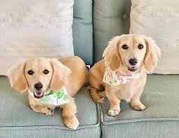 Please browse through our complete site as any question you may have will most likely be answered. English Cream Miniature Dachshund Puppies Creme Of The Crop Dachshunds Breeder Franklin Texas