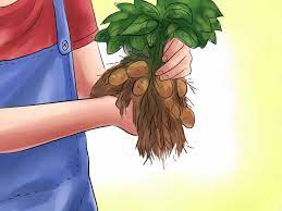 How To Grow Potatoes Indoors Cultivo De Papas Horticultura De Interior Luces De Crecimiento
