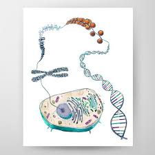 Cell To Helix Biology Art Dna Art Science Art