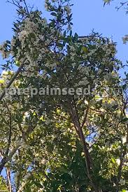 Image result for Rothmannia globosa