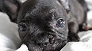 These are sturdy little dogs with large, erect, rounded bat ears, flat muzzles and pug noses. French Bulldog Puppies Everything You Need To Know The Dog People By Rover Com