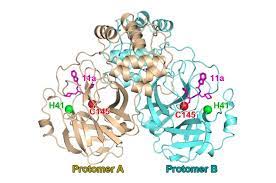 Due to rapid increase in the applications of. 3c Like Protease Wikipedia