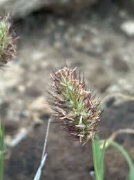 Image result for Cenchrus ciliaris