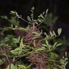 Image result for Indigofera secundiflora