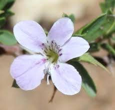 Image result for Barleria tanzaniana