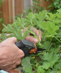 Image result for cuttings of geraniums
