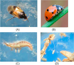 Management of weeds, diseases, and insects in turfgrass. Pest Control In Organic Farming Sciencedirect