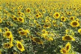 Berbeda dari bunga matahari pada umumnya, red sun dan velvet queen memiliki kelopak berwarna merah yang menjadi daya tarik utamanya. Prosedur Jitu Cara Menanam Bunga Matahari Agar Tumbuh Subur Trikmerawat Com