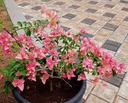 Pink lady slipper woodland flowers crepe paper womens slippers paper flowers orchids projects to try illustration art england. Bougainvillea Plant Care Panpit Garden Center Kannur Kerala