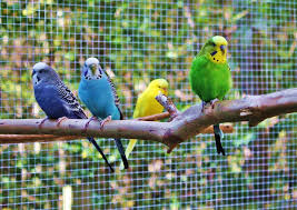 Tips And Concerns When Building An Outdoor Aviary Bird House Kits Aviary Bird Aviary