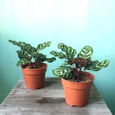 Bila saya teliti lagi, pokok ini merupakan pokok yang diambang kepupusan kerana permintaan yang teramat tinggi sehinggakan. Yuki Pa Twitter Untuk Kali Ini Saya Hanya Ambil Order Untuk 4 Jenis Pokok Sansevieria Laurentii Rm16 Sansevieria Moonshine Rm16 Calathea Makoyana Rm16 Ficus Elastica Rubber