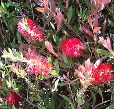 Image result for Callistemon