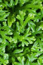 Image result for Selaginella mittenii