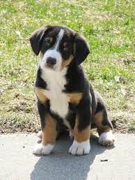 Brookley is a 2 year old bernese mountain dog. Pin By Stephanie Mejia On Animals Entlebucher Mountain Dog Cattle Dog Dog Breeds