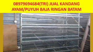 We did not find results for: Hp Wa 08979694684 Tri Jual Kadang Ayam Kandang Burung Puyuh Baja Ringan Batam Youtube