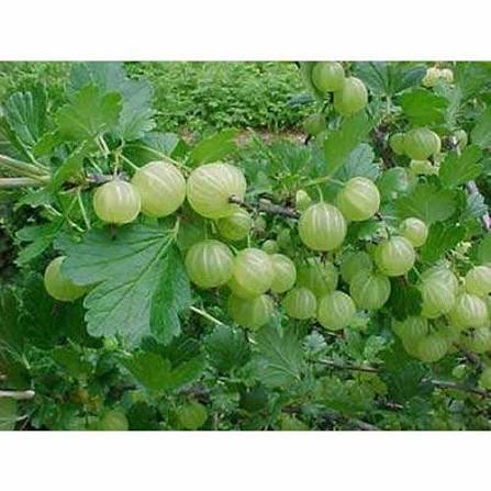 Amla
