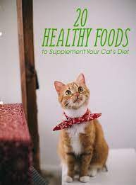 20 Healthy Foods To Supplement Your Cat S Diet Kitten Health Cat Diet Cats