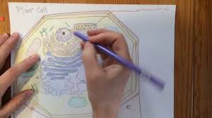Finally, page 5 and 6 can be used in science projects, as decorations, or as part of a science activity. How To Draw A Plant Cell Youtube