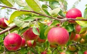 May 08, 2018 · the fruit on apple trees with excessive nitrogen fertilization may also have a tendency to have bitter pit, an apple spotting disorder that is also linked to a calcium deficiency. 5 Solutions For Unproductive Fruit Trees Plant Scope