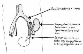 Organentnahme Und Transplantation Situation Bestandsaufnahme Brd Europa