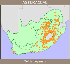 Image result for Tolpis capensis