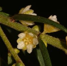 Image result for Clutia hirsuta
