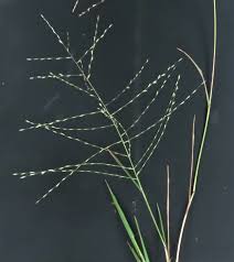 Image result for Trichoneura grandiglumis