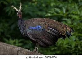 Image result for Aneulophus congoensis